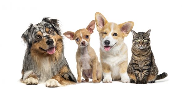 Boca Raton Pets