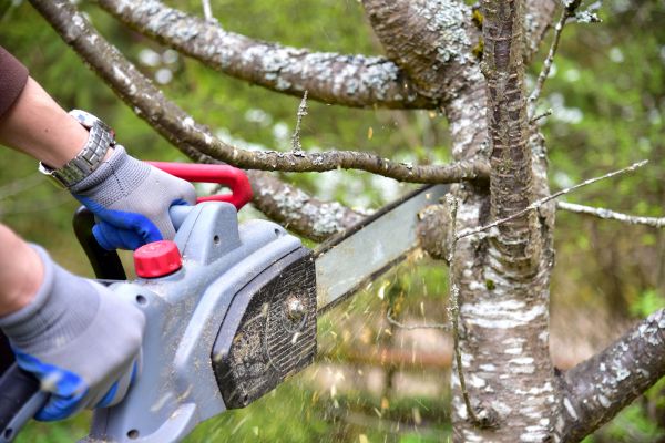 Boca Raton Tree Trimming