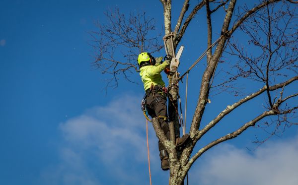 Boca Raton Tree Removal